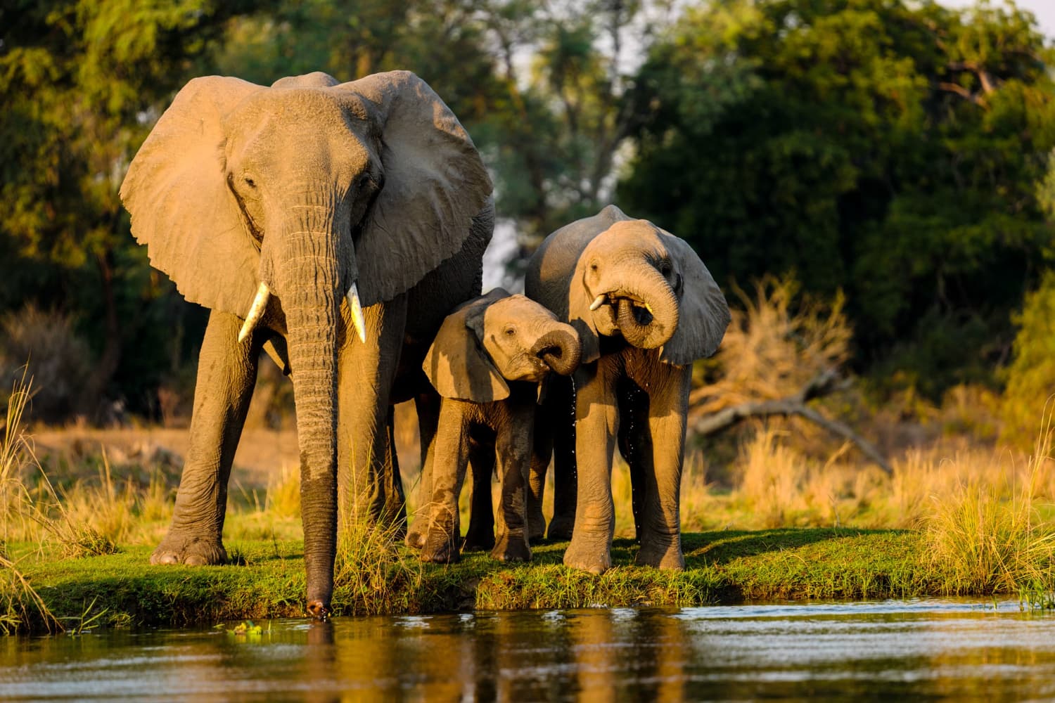 Wildlife